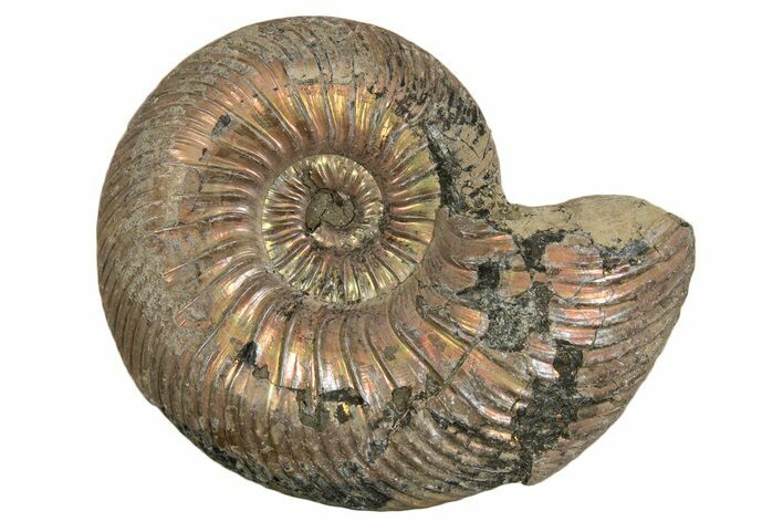 Iridescent, Pyritized Ammonite (Quenstedticeras) Fossil - Russia #337308